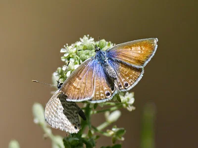 Photo of Marine Blue (Leptotes marina) taken at Crookston