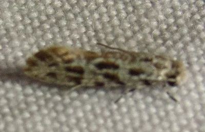 Photo of Diachorisia velatella taken at Thorn Creek Woods Nature Reserve