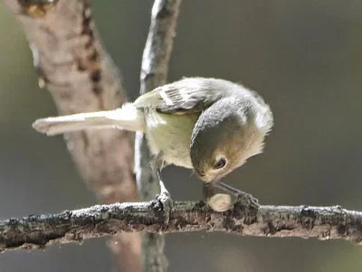 Photo of Vireo huttoni taken at Tonto Natural Bridge State Park