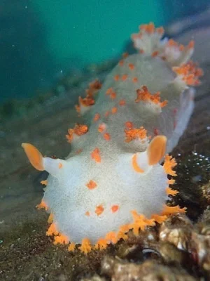 Photo of Triopha modesta taken at Patos Island Marine State Park