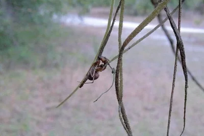 Photo of Ophiocordyceps camponoti-floridani taken at Palm Bluff Conservation Area