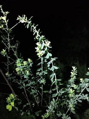 Photo of French Broom (Genista monspessulana) taken at Grizzly Peak Open Space