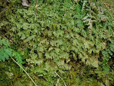 Photo of Woollywort (Trichocolea tomentella) taken at Rock River Canyon Wilderness