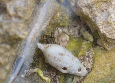 Photo of Clibanarius vittatus taken at Bt-11 Piney Island
