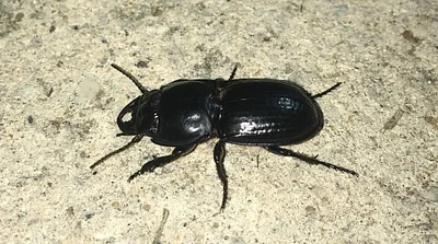 Photo of Pasimachus sublaevis taken at River City Nature Park
