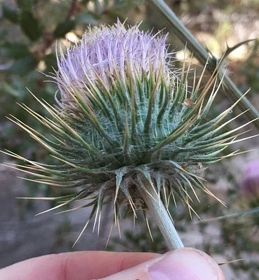 Photo of Cirsium neomexicanum taken at Rio Chama Wilderness Study Area