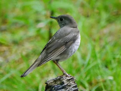 Photo of Crey-Cheeked Thrush (Catharus minimus) taken at Harristown