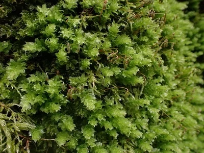 Photo of Plagiomnium venustum taken at Lummi Island Wildlife Area