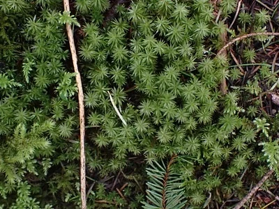 Photo of Austrian Timmia (Timmia austriaca) taken at Lummi Island Wildlife Area