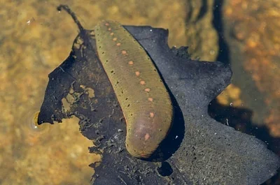 Photo of North American Leech (Macrobdella decora) taken at Lord State Forest