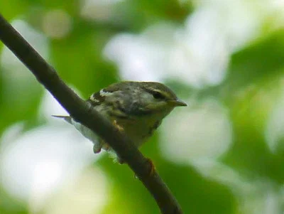 Photo of Blackpoll Warbler (Setophaga striata) taken at Mathis Park