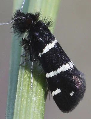 Photo of Adela trigrapha taken at Admiral William Standley State Recreation Area