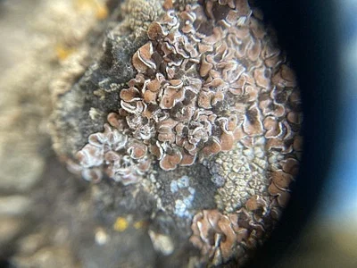 Photo of Psora tuckermanii taken at Cedar Butte Wilderness Study Area