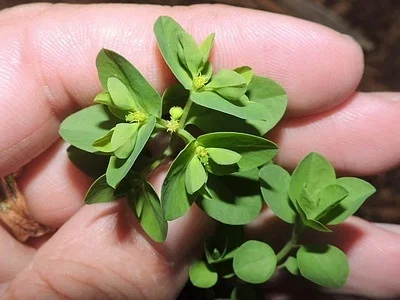 Photo of Petty Spurge (Euphorbia peplus) taken at Norwich Township