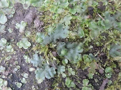 Photo of Common Liverwort (Marchantia polymorpha) taken at Town Of Ainsworth