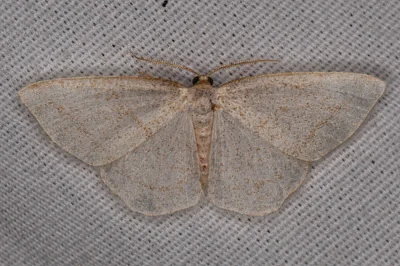 Photo of Protitame subalbaria taken at Chickering American River Reserve