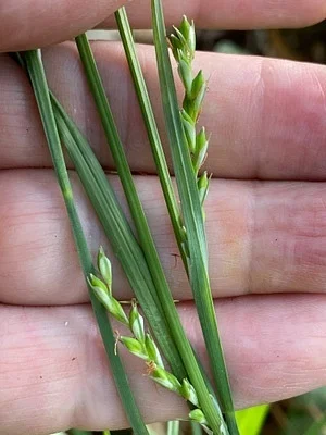 Photo of Carex radfordii taken at Poe Creek State Forest