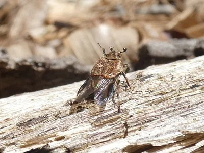Photo of Valgus seticollis taken at Caldwell Preserve