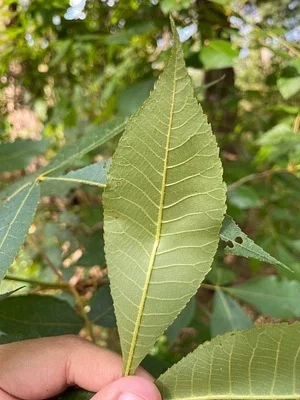 Photo of Carya texana taken at Fairfield Lake State Park