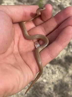 Photo of Ground Snake (Sonora episcopa) taken at Middle Valley Prong