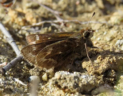 Photo of Cobweb Skipper (Hesperia metea) taken at Northwest Regional Park