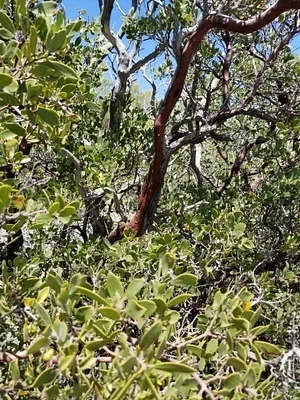 Photo of Mexican Manzanita (Arctostaphylos pungens) taken at Hell Hole Wilderness Study Area
