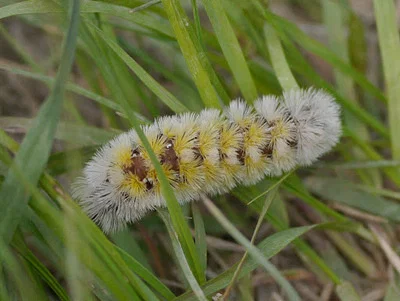 Photo of Virginia Ctenucha Moth (Ctenucha virginica) taken at Van Buren Township