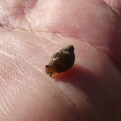 Photo of Melampus bidentatus taken at Mystic Island Preserve