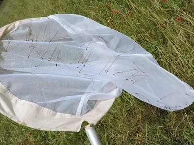 Photo of Nassella leucotricha taken at Dean