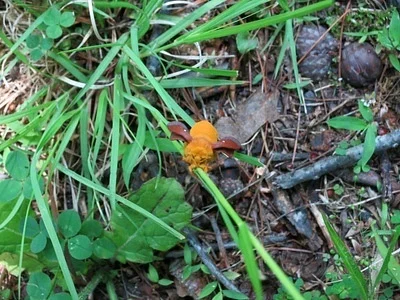 Photo of Orange-Striped Oakworm Moth (Anisota senatoria) taken at Strasburg