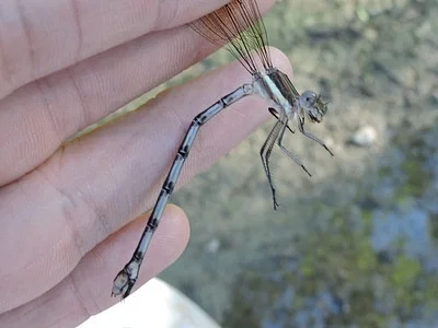 Photo of Great Spreadwing (Archilestes grandis) taken at West Lexington