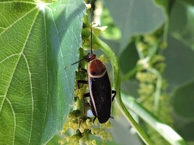 Photo of Pale-Bordered Field Cockroach (Pseudomops septentrionalis) taken at Fort Griffin State Historic Site