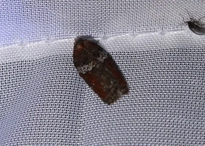 Photo of Acleris celiana taken at William Gillette Sleeper Lake Sanctuary