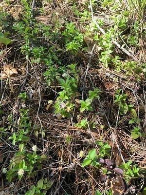 Photo of Whipplea modesta taken at Josephine County