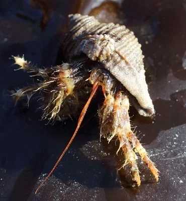 Photo of Pagurus caurinus taken at Seldovia