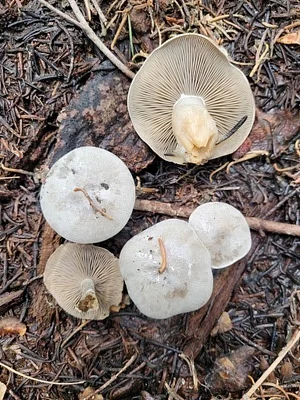Photo of Clitocybe glacialis taken at Mount Shasta Wilderness