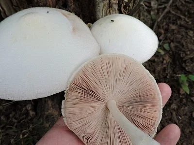 Photo of Silky Rosegill (Volvariella bombycina) taken at Pomona State Park