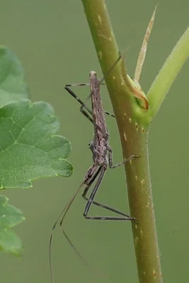 Photo of Zelus tetracanthus taken at Black Oak
