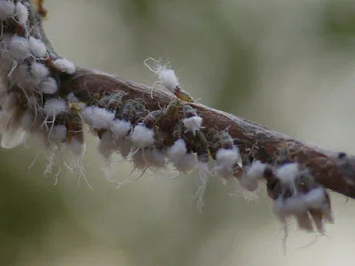 Photo of Beech Blight Aphid (Grylloprociphilus imbricator) taken at Bethany