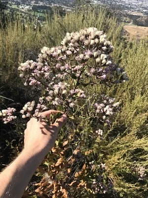 Photo of Acourtia microcephala taken at Bommer Canyon - Open Space
