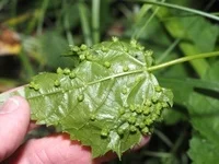 Daktulosphaira vitifoliae