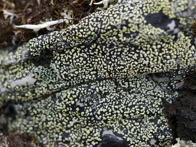 Photo of Yellow Map Lichen (Rhizocarpon geographicum) taken at Weminuche Contiguous Wilderness Study Area