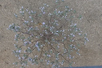 Photo of Eriastrum eremicum taken at Indian Joe Springs Ecological Reserve