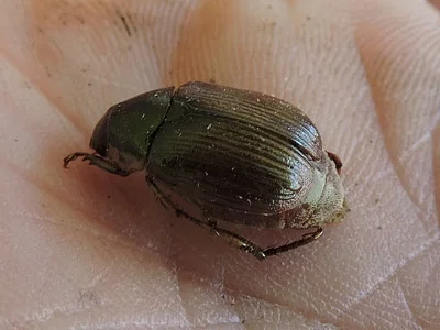 Photo of Callistethus marginatus taken at Pike Lake State Park