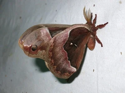 Photo of Callosamia angulifera taken at Talking Rock Nature Park