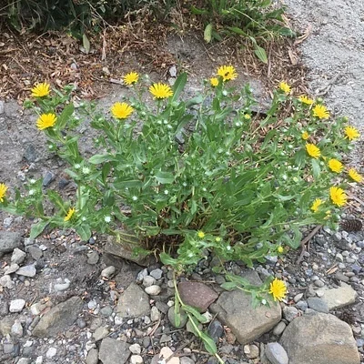 Photo of Grindelia integrifolia taken at Kennedy Creek Natural Area Preserve