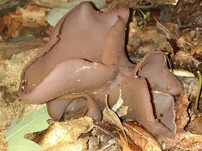 Photo of Phylloscypha phyllogena taken at Widmeyer Wildlife Management Area