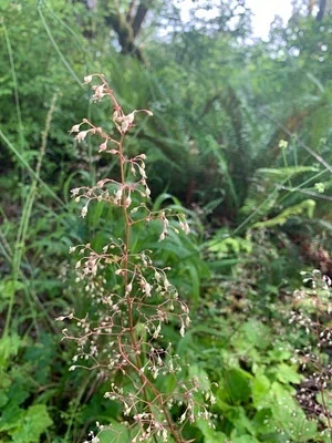 Photo of Heuchera micrantha taken at Lummi Island Wildlife Area