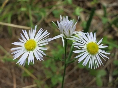 Photo of Whitetop (Erigeron annuus) taken at Columbia