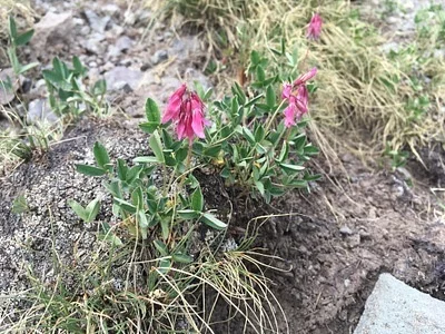 Photo of Brandegee'S Clover (Trifolium brandegeei) taken at Conejos County